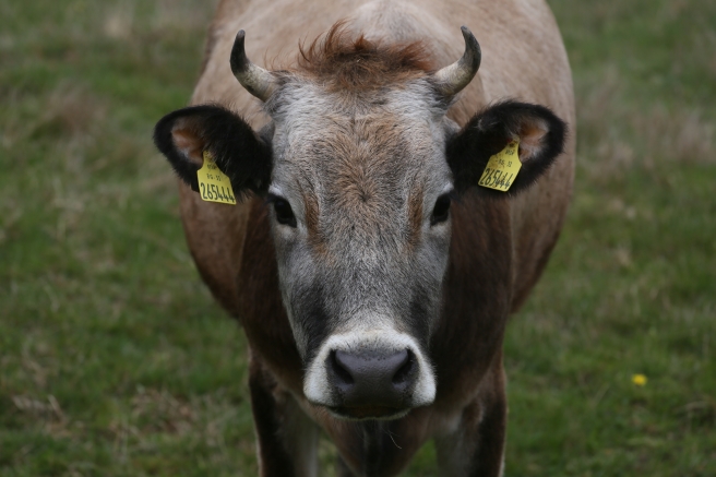 За четвърт век родопското говедо почти е изчезнало в Родопите