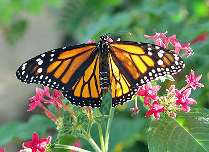 Тропически пеперуди ще пърхат това лято в Бургас