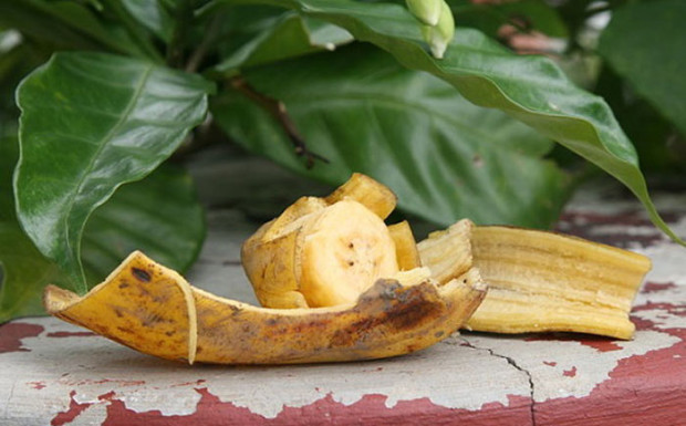 Как бананът може да помогне да берем... едри и здрави чушки и домати