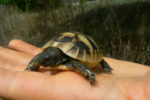 В село край Несебър живеят стотици костенурки