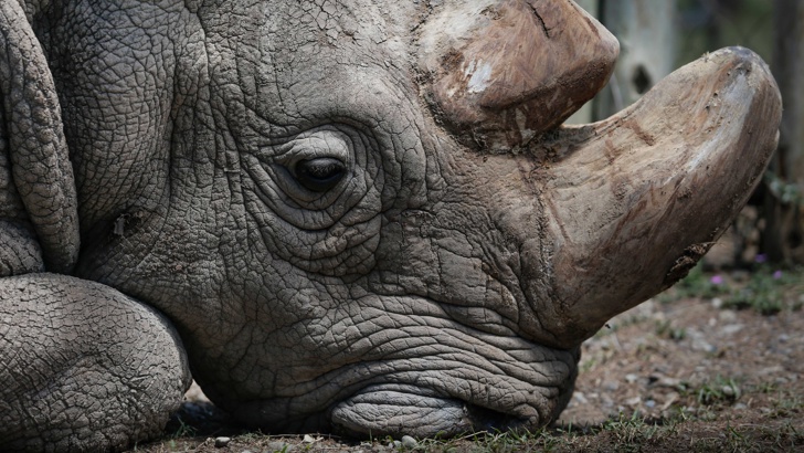 Почина Судан, последният на планетата мъжки северен бял носорог