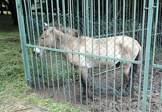 Община Ловеч търси месо от коне, магарета, мулета или катъри