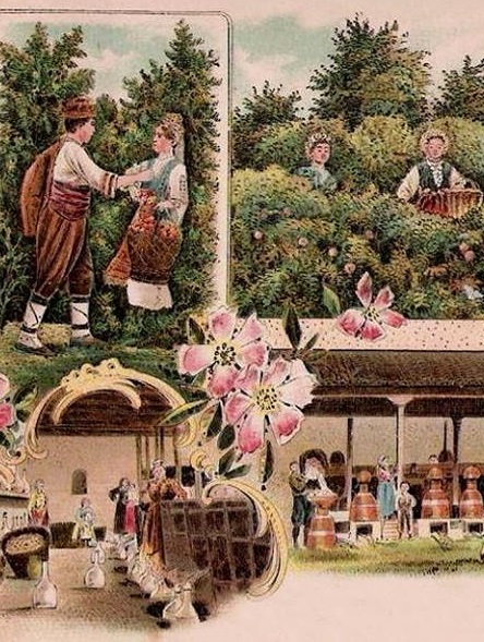 Преди сто лета: Конкуренцията подправяла българското розово масло