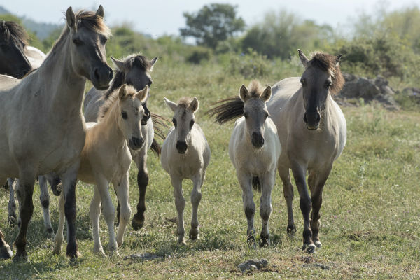 16 кончета от породата коник се родиха тази пролет в Източните Родопи