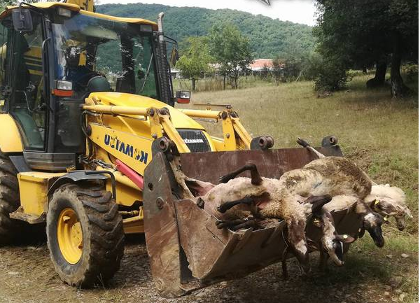 14 000 животни ще бъдат избити в Странджа заради неизвестна в Европа чума