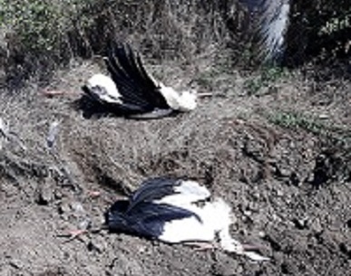 Зловещо: Жици на EVN причиниха смъртта на над 50 бели щъркела