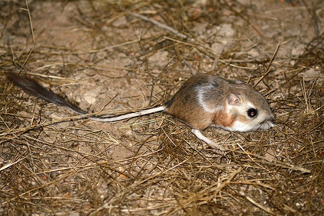 КУРИОЗ! Кенгурова мишка напълзя вилата на кърджалийски бизнесмен