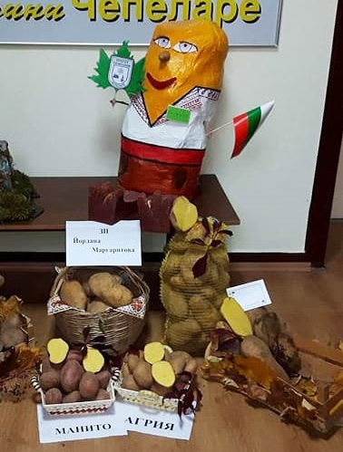 Чепеларе отново става столица на картофа