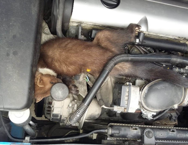 Куриоз: Белка се заклещи в двигателя на смолянски автомобил