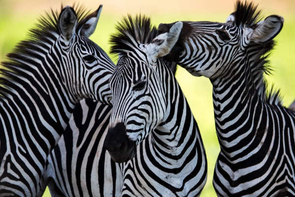Любопитно: Необичаен експеримент обяснява защо зебрите са на райета