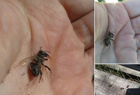 Отровените пчели умират с изплезени езичета