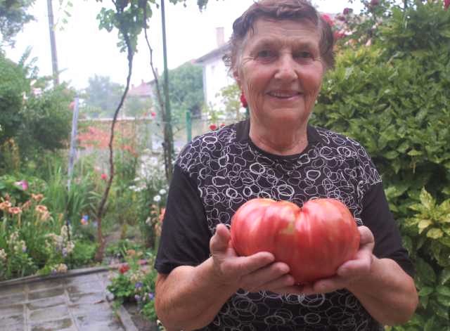 82-годишна стопанка от свиленградско село откъсна двукилограмов домат