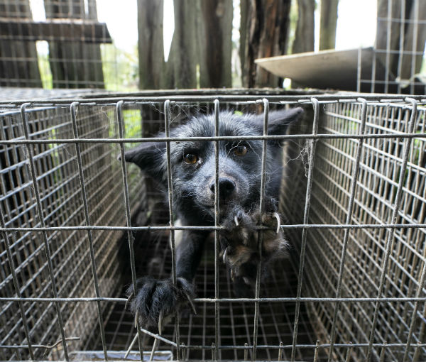 Зоополиция откри гладуващи лисици и кучета във ферма за кожи (СНИМКИ)
