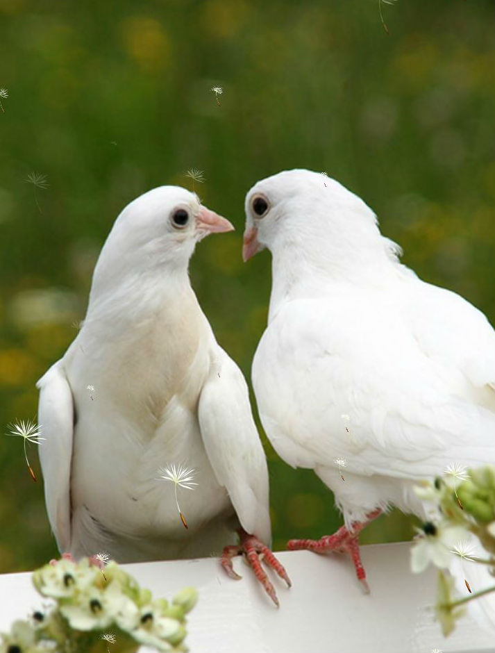 Гадаене по птиците разкрива какъв ще е бъдещият ни партньор