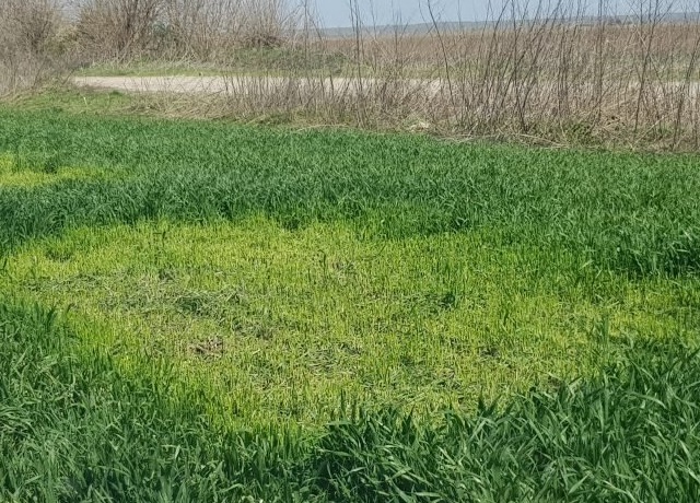 Нагли вандали косят зелената пшеница в Козлодуйско