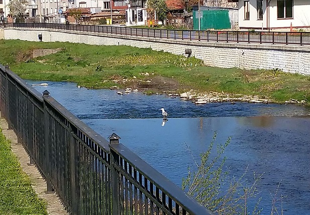 Куриоз: Гларуси долетяха до Трявна