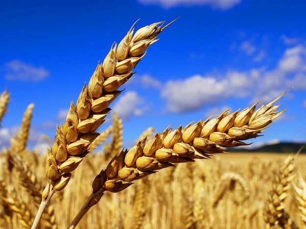 Катастрофално ниски добиви от пшеница очакват в Бургаско