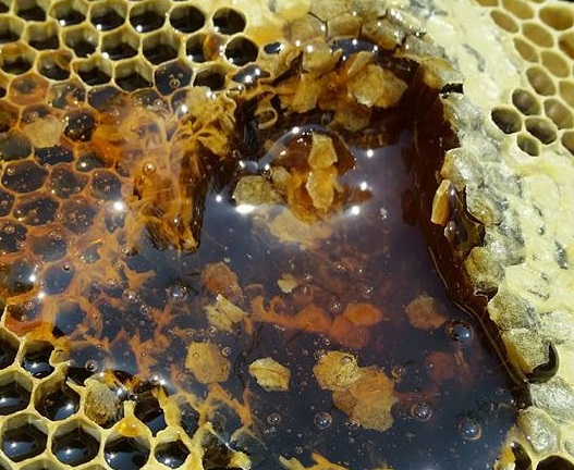 По 1800 лева на пчелар за контрол на качеството на „Странджанския манов мед“