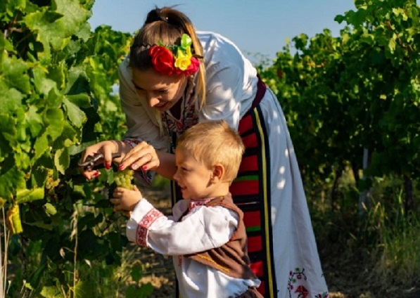 Гроздоберът вече започна, очаква се слаба реколта