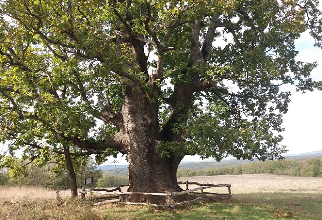 Кое е най-старото дърво в Странджа планина