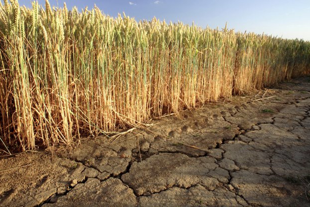 Стопани от Източна България ще получат компенсации заради сушата