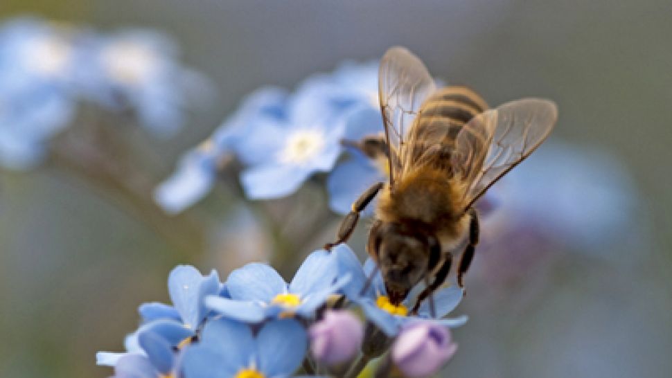 Информационна система ще предупреждава пчеларите за пръскане с пестициди
