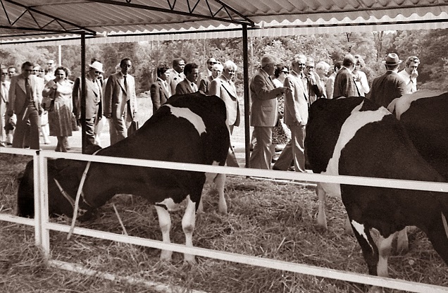 Преди 40 години: Дипломати от цял свят разглеждат в Поликрайще  изложба на нашенски крави и телета