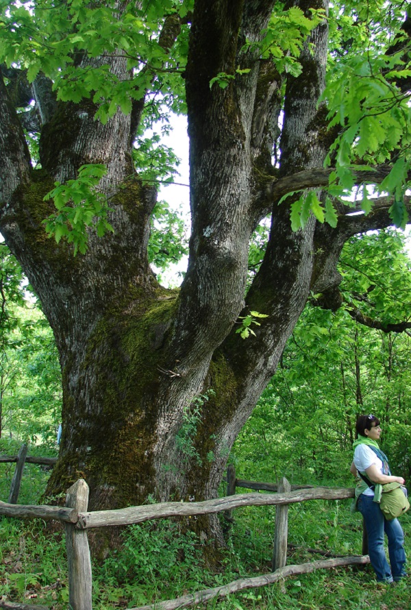 Стари дъбове, растящи на територията на Природен парк „Странджа“, бяха обявени за вековни дървета
