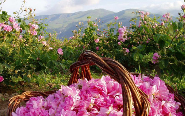 ЕК одобри българската схема за подкрепа на отглеждащите маслодайни рози