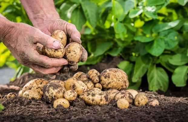 България настоява ЕС да подпомага отглеждането на картофи