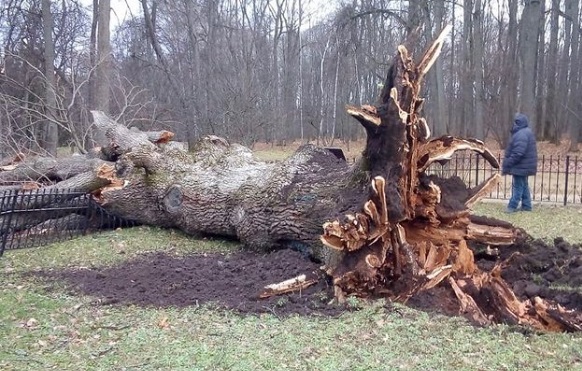 Ураганен вятър изкорени 200-годишен дъб, посаден от Тургенев