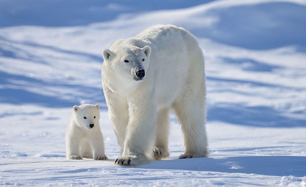 Защо само на Северния полюс има бели мечки