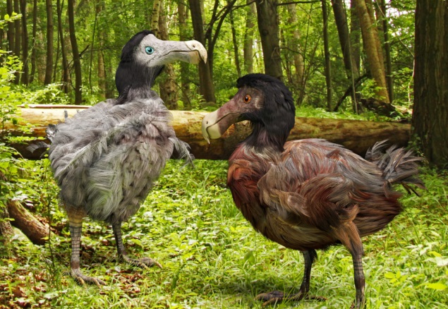Учени се канят за възкресят изчезналата птица додо
