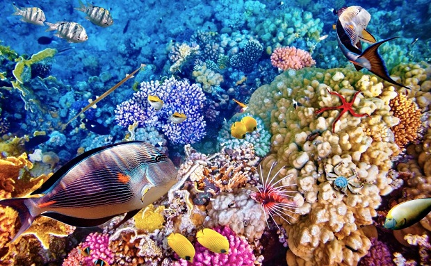 Затоплянето обезцветява коралите и рибите в Големия бариерен риф
