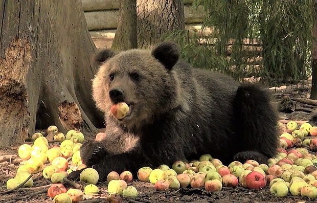 Родопски ловци носят храна за мечките, за да не нападат хората