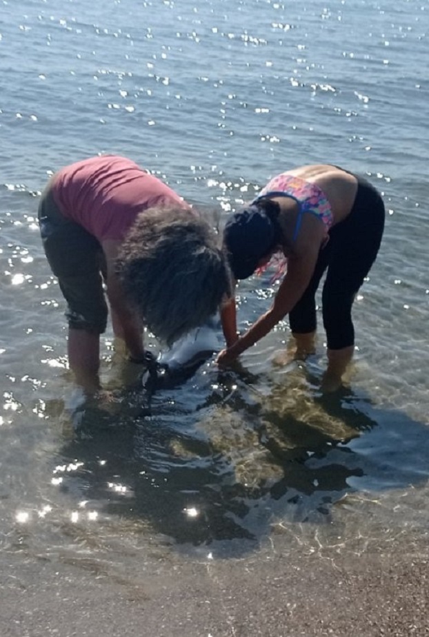 Морето изхвърли болен делфин на Централния плаж в Бургас, еколози го върнаха обратно сред вълните