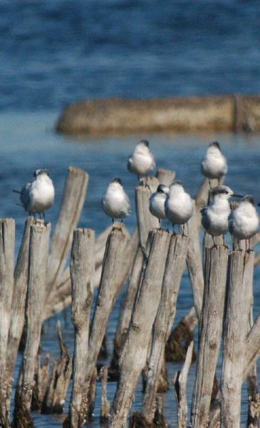 В Поморие се намира най-голямата птича колония в Югоизточна Европа на Гривеста рибарка