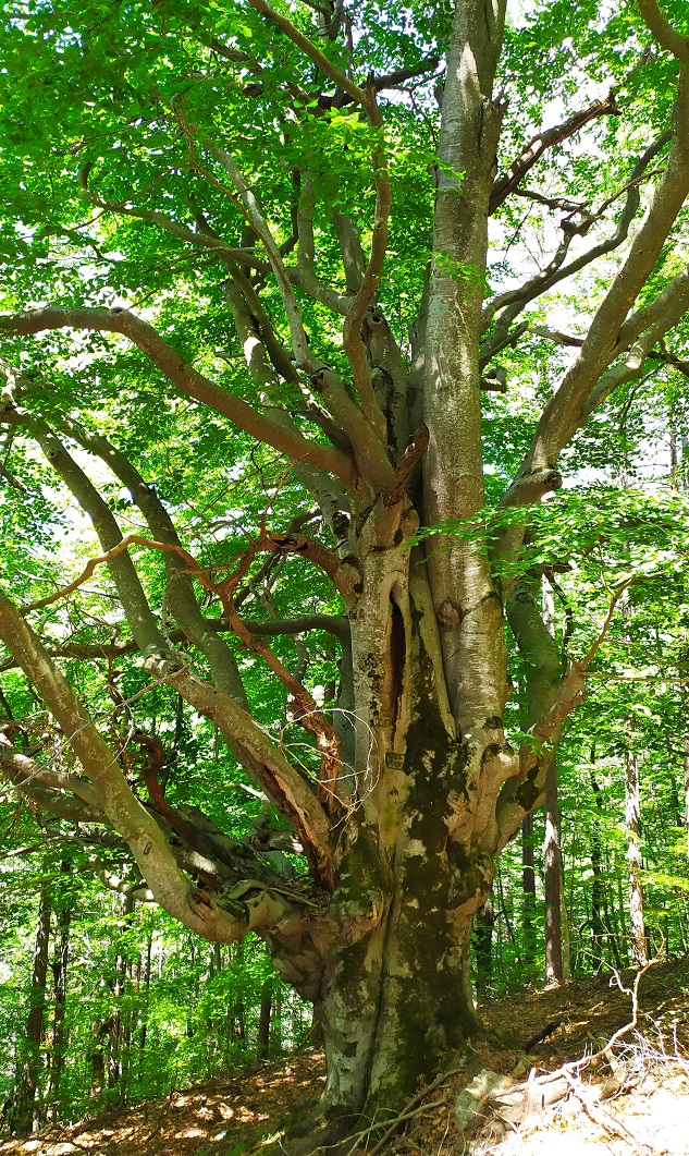 Обявиха за вековни две забележителни дървета на територията на Държавно горско стопанство-Смолян