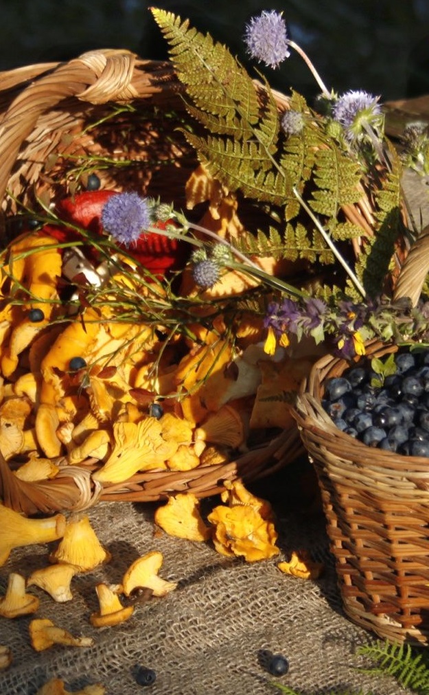 Какви количества диворастящи плодове, билки и гъби можем да берем на ден на територията на Национален парк „Пирин“