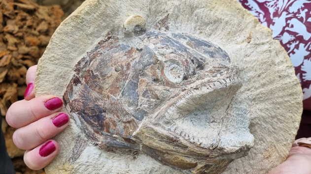 Сензация: Откриха вкаменелост на праисторическа риба