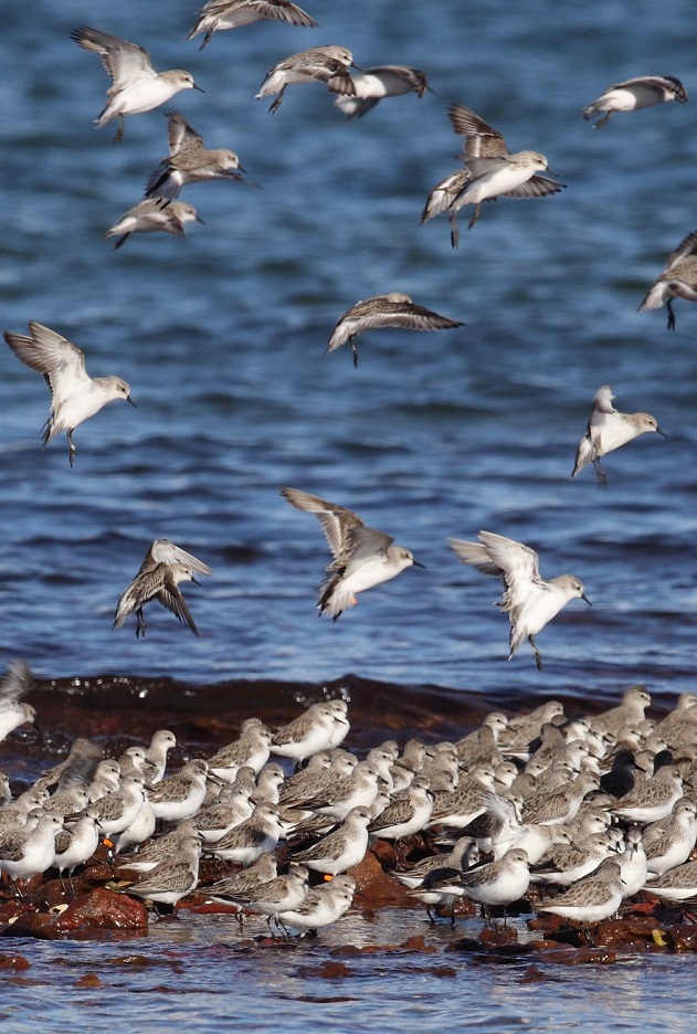 Защо още през летния месец август много от птиците започват да се подготвят за есенната си миграция на юг