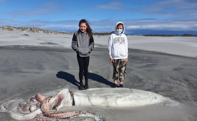 Откриха гигантски калмар, изхвърлен на новозеландски плаж