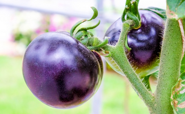 Британци създадоха виолетов ГМО домат