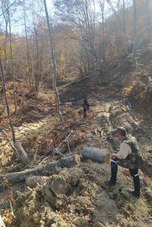 Служители по горите спряха безобразна сеч в горски територии в землището на с. Огоя, община Своге