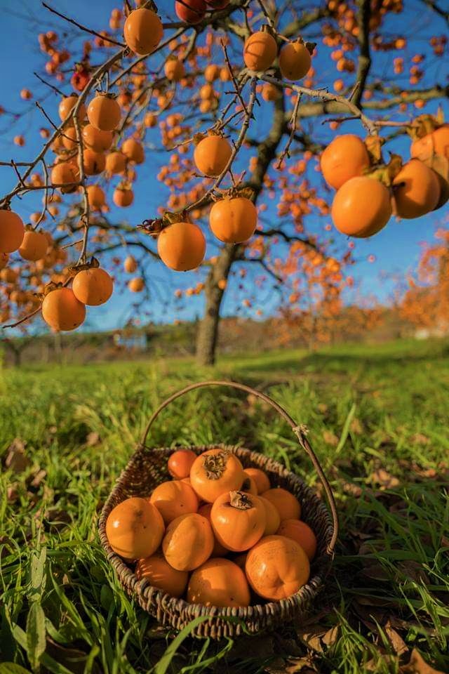 С ракия от райски ябълки ще черпят в старозагорското село Хрищени по време на празника на екзотичния плод