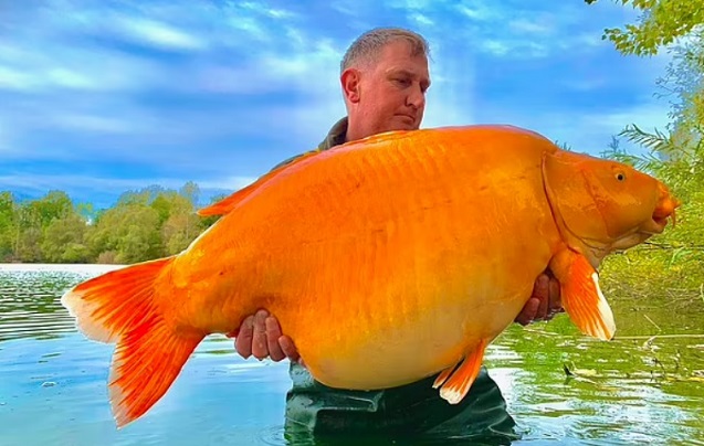 Рибарят и най-голямата златна рибка