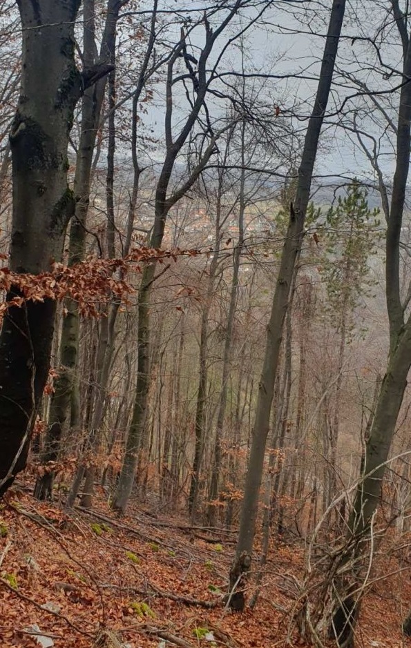 Спряна е дейността в 7 сечища, проверява се здравословното състояние на насаждения в Софийска област