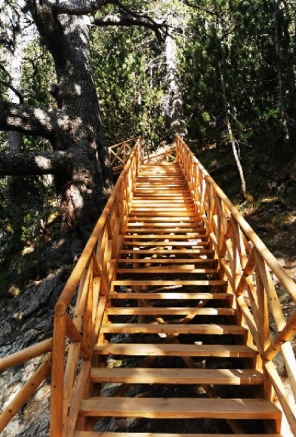 В Национален парк „Пирин“ обновиха подхода към най-старото иглолистно дърво в България – Байкушевата мура