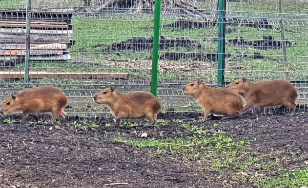 Единствените в България капибари се заселиха в Зоопарк Бургас