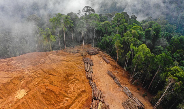 В ЕС няма да се продават продукти, които са довели до обезлесяване на горите